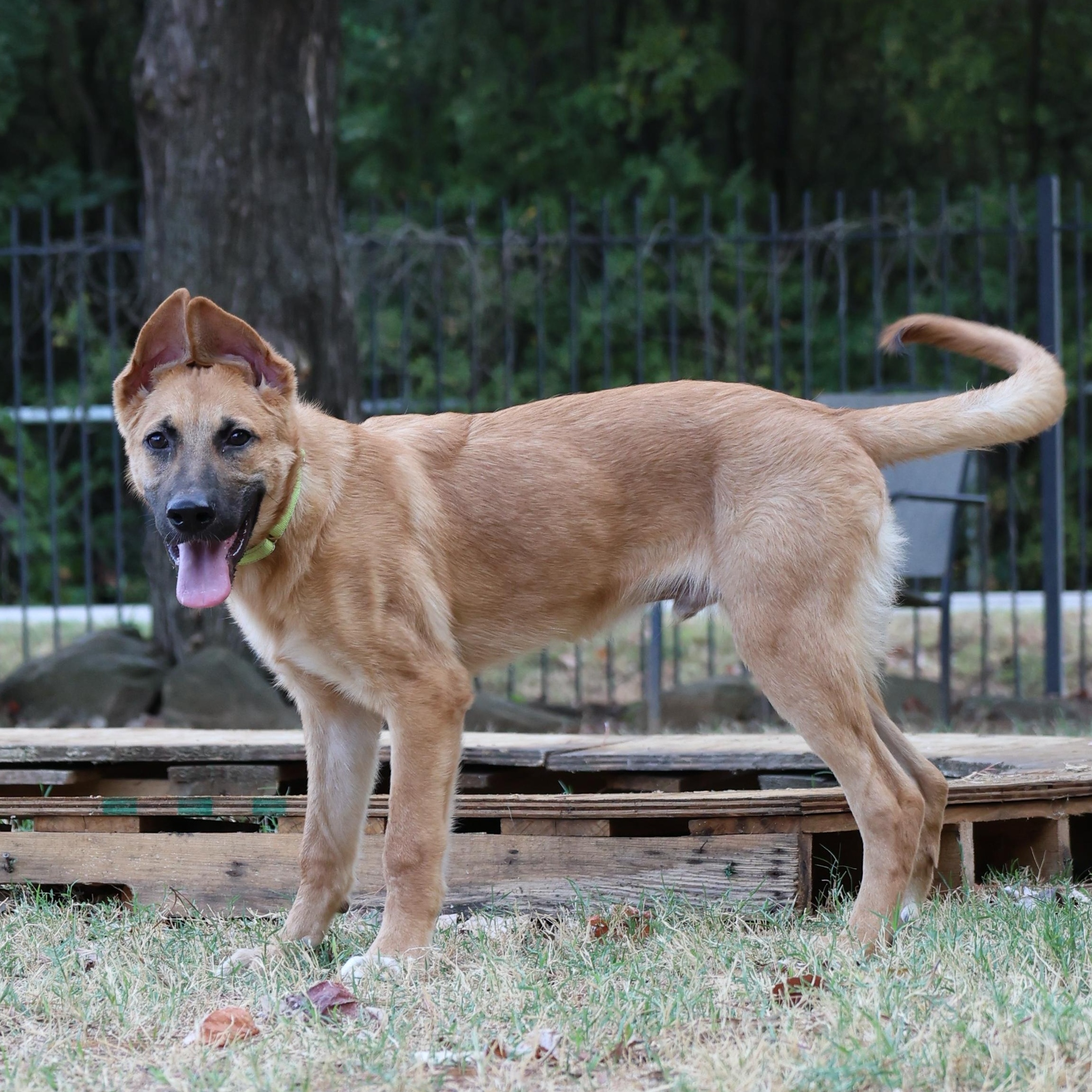 Enlarge Berry, a Adoptable mixed breed in Mansfield, TX image 3/5