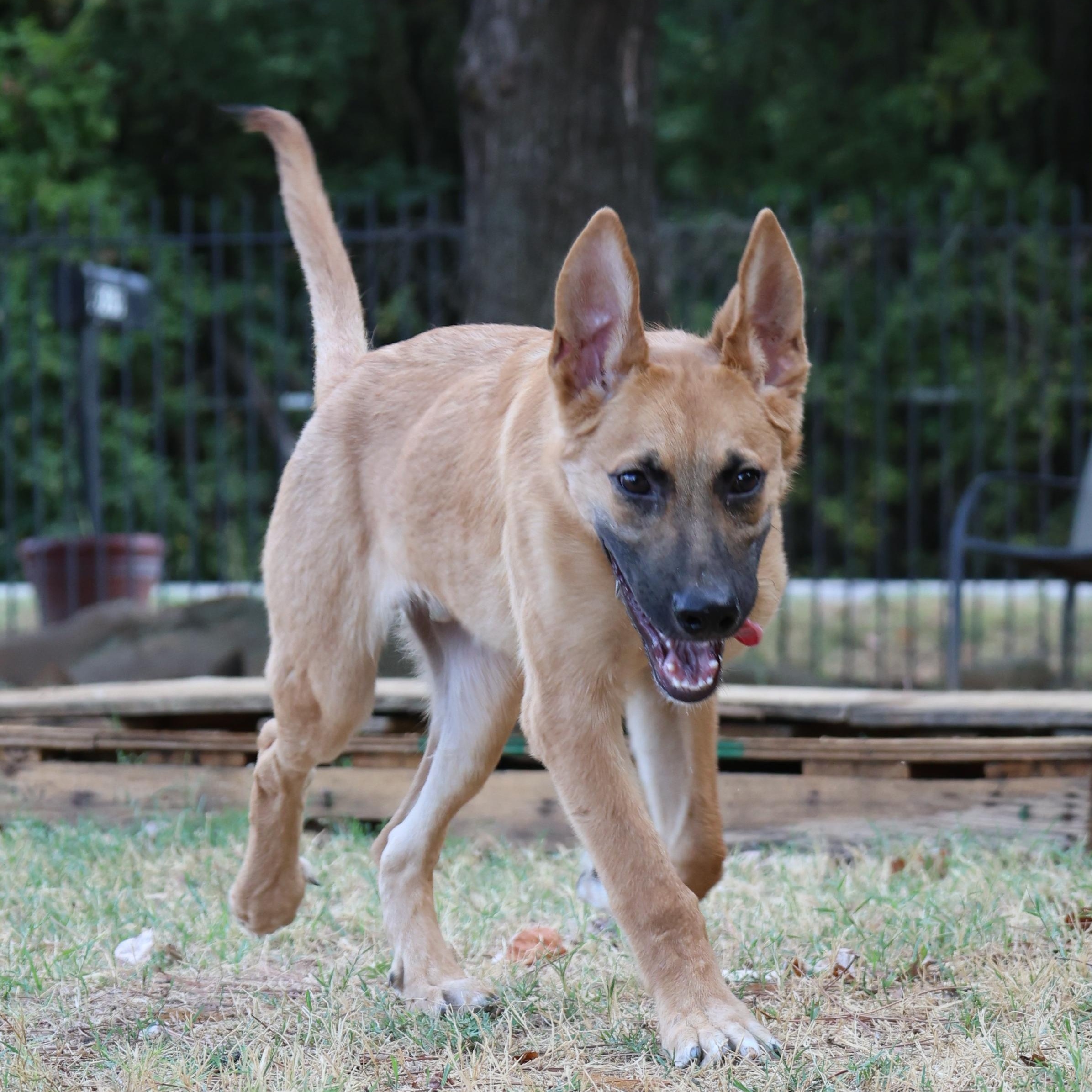 Enlarge Berry, a Adoptable mixed breed in Mansfield, TX image 2/5