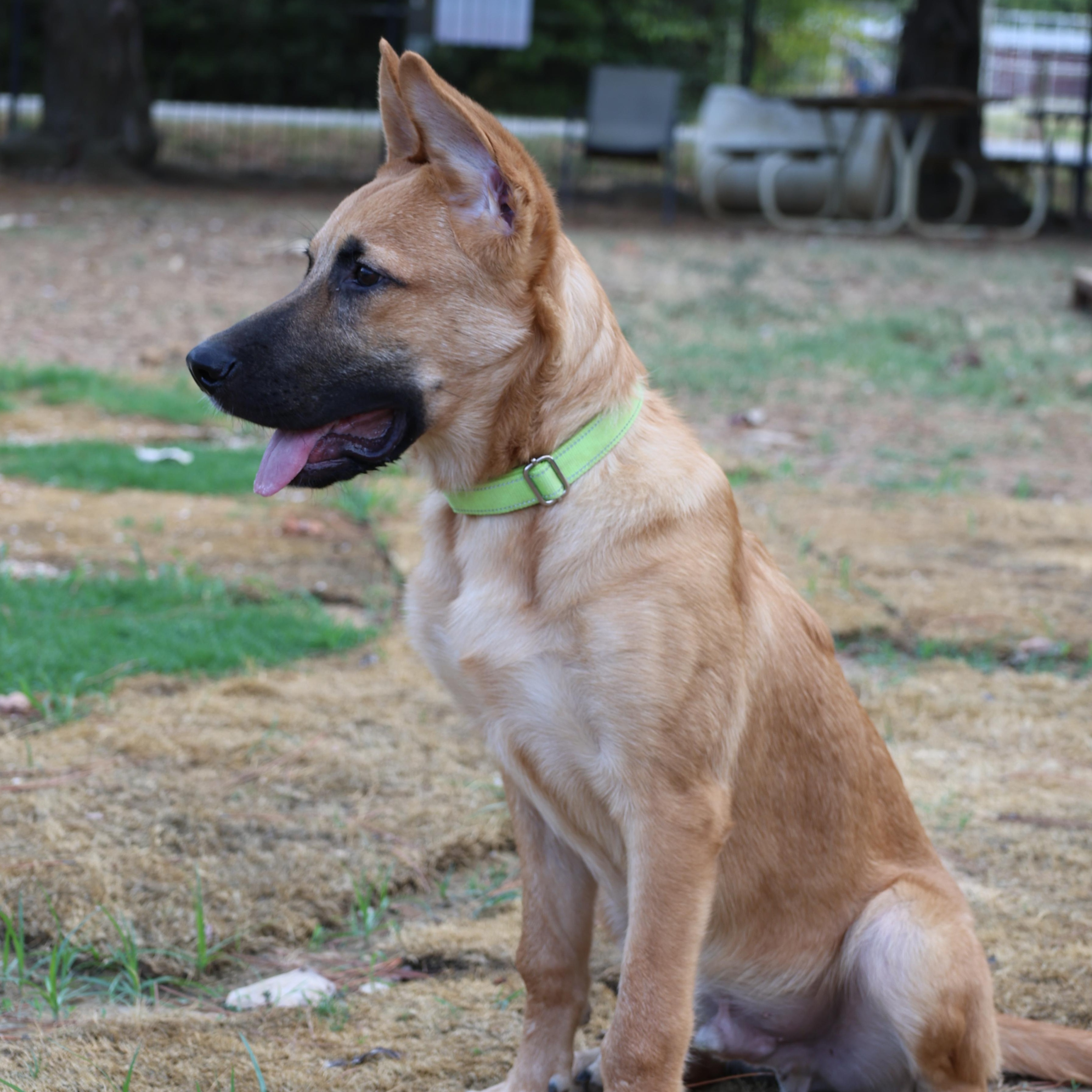 Enlarge Berry, a Adoptable mixed breed in Mansfield, TX image 1/5