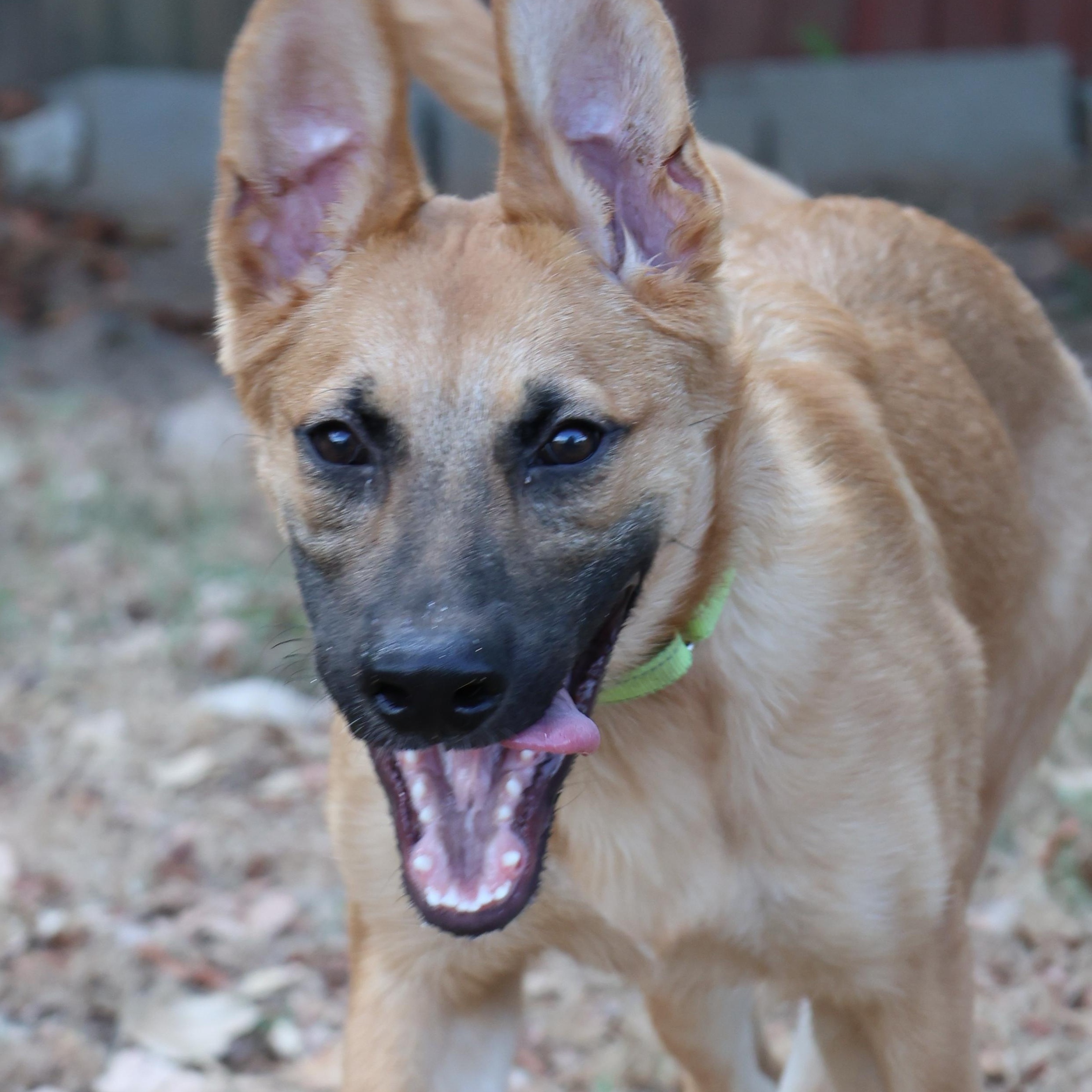 Enlarge Berry, a Adoptable mixed breed in Mansfield, TX image 4/5