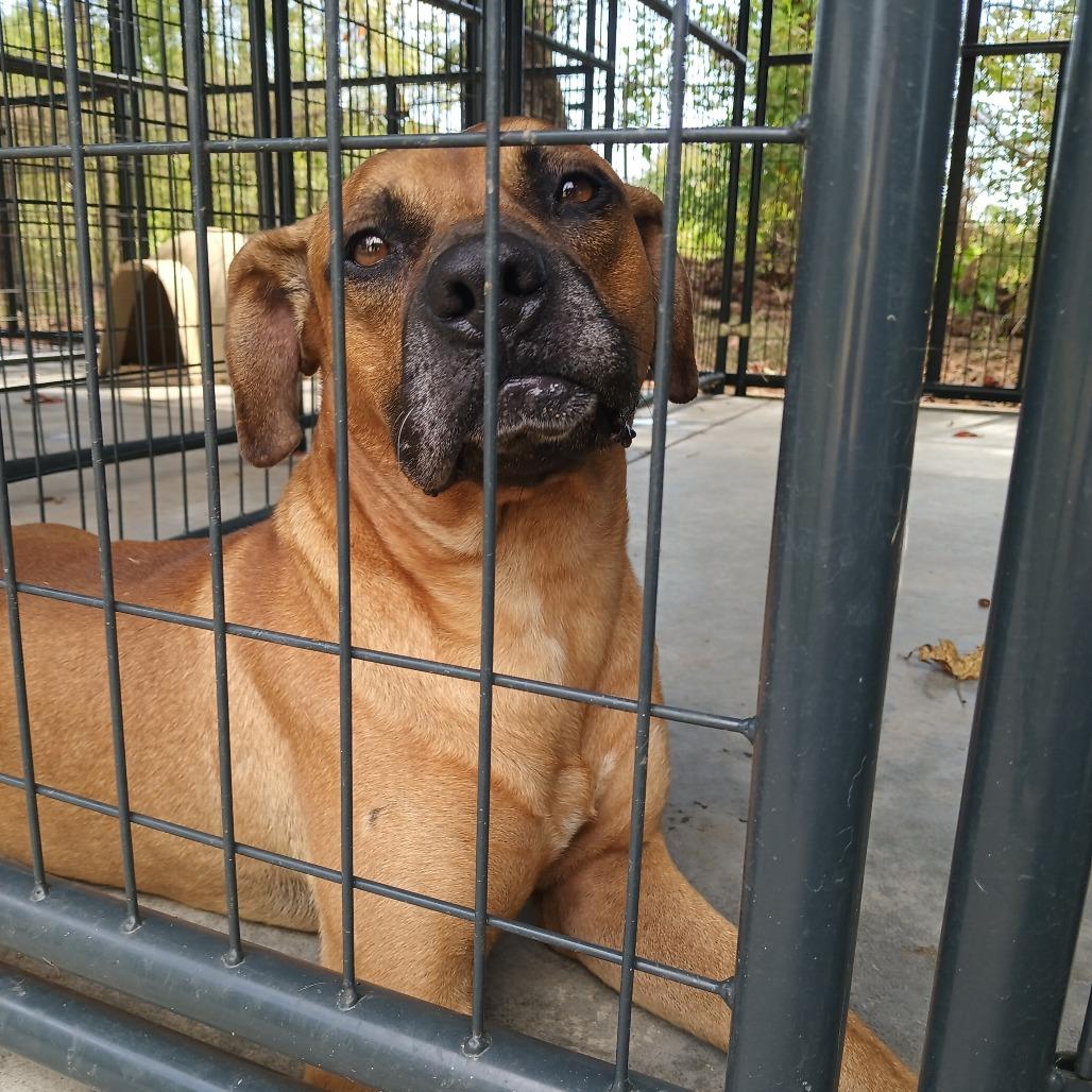 Houston, Adoptable, Adult Male Boxer & Mixed Breed.