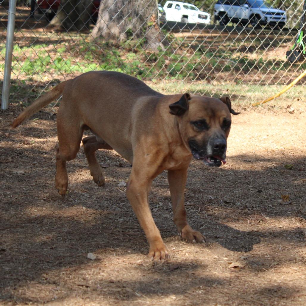 Enlarge Houston, a Adoptable mixed breed in Valley, AL image 2/6