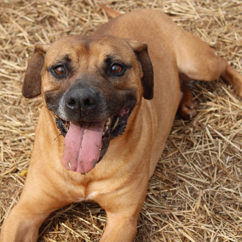 Enlarge Houston, a Adoptable mixed breed in Valley, AL image 3/6