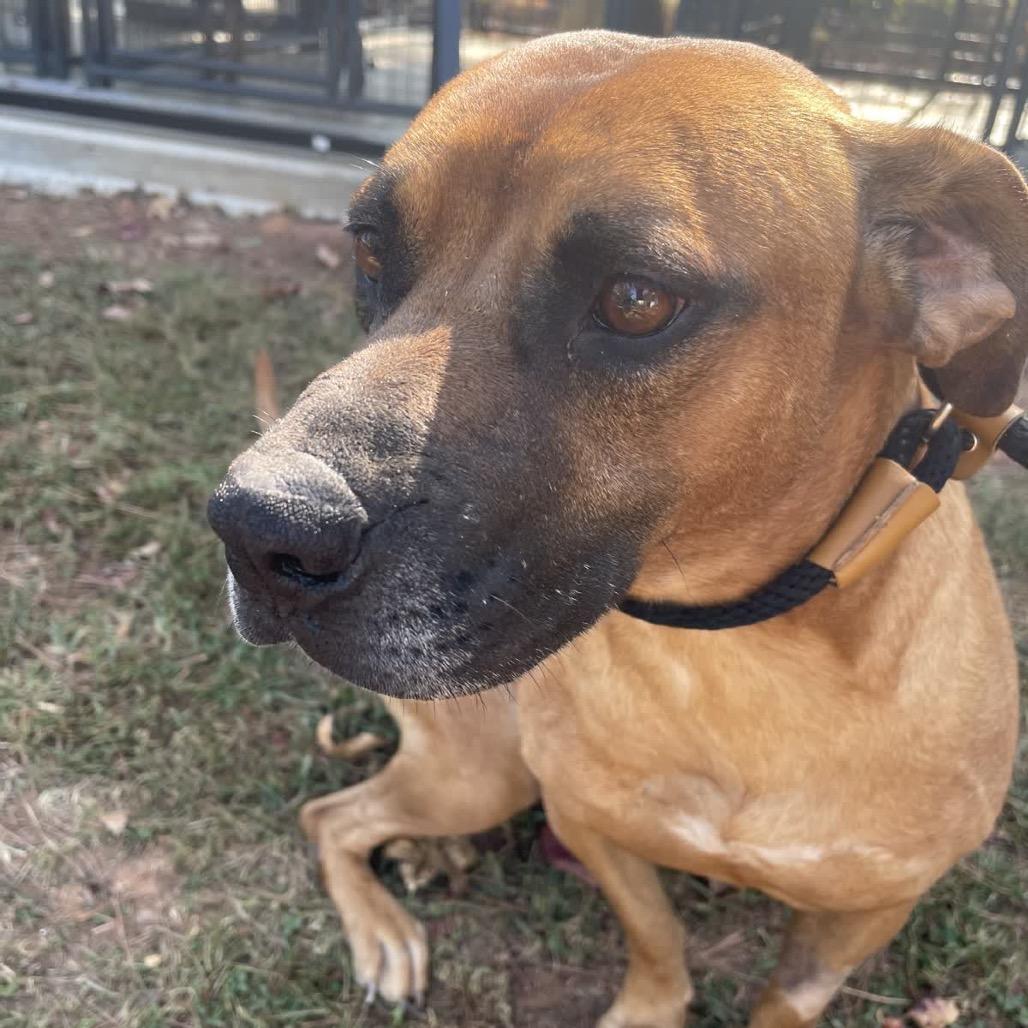 Enlarge Houston, a Adoptable mixed breed in Valley, AL image 5/6