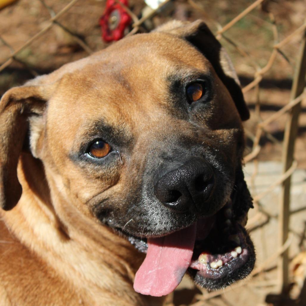 Enlarge Houston, a Adoptable mixed breed in Valley, AL image 6/6