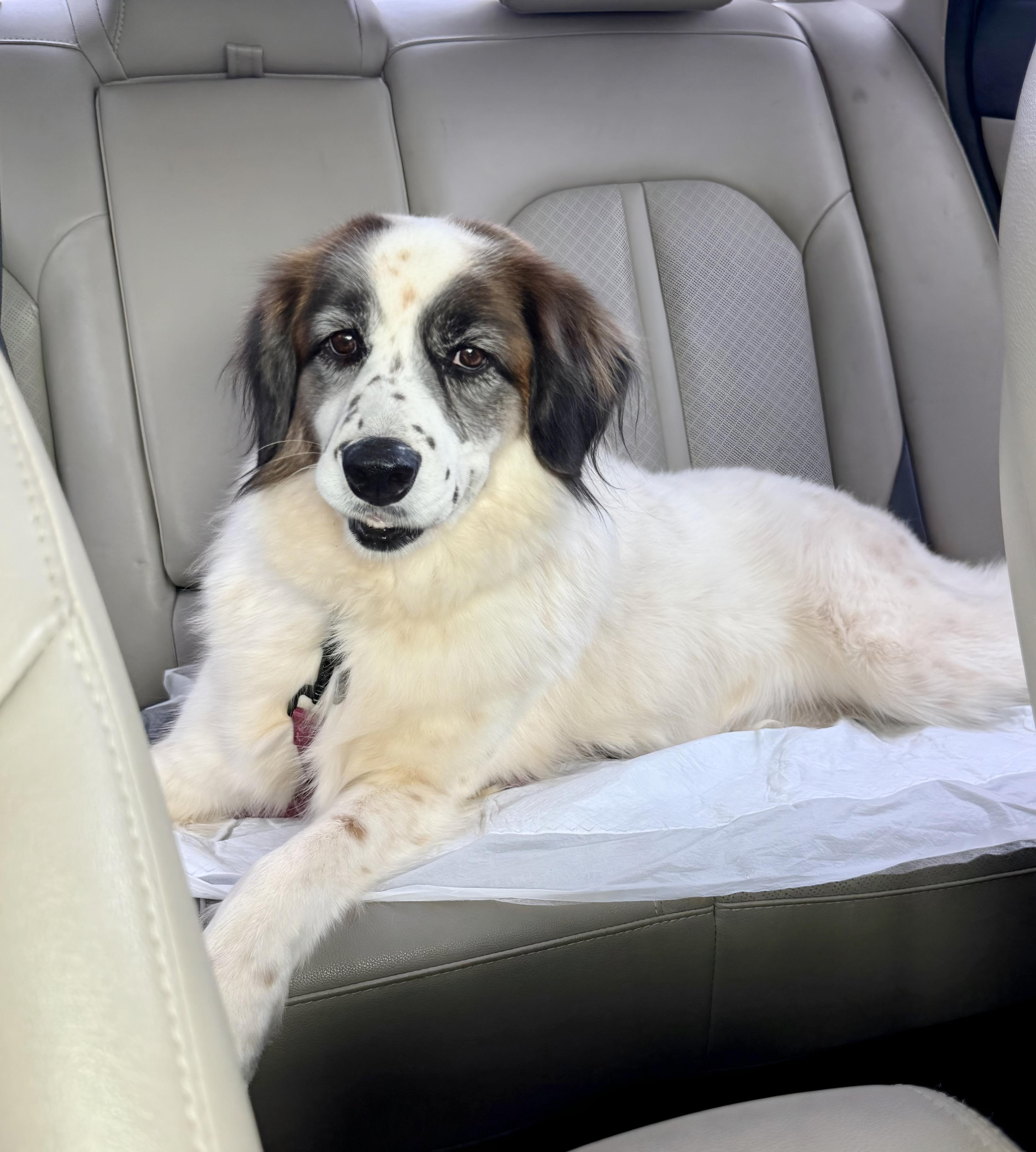 Cora, a ADOPTABLE mixed breed in San Diego, CA image 1/6