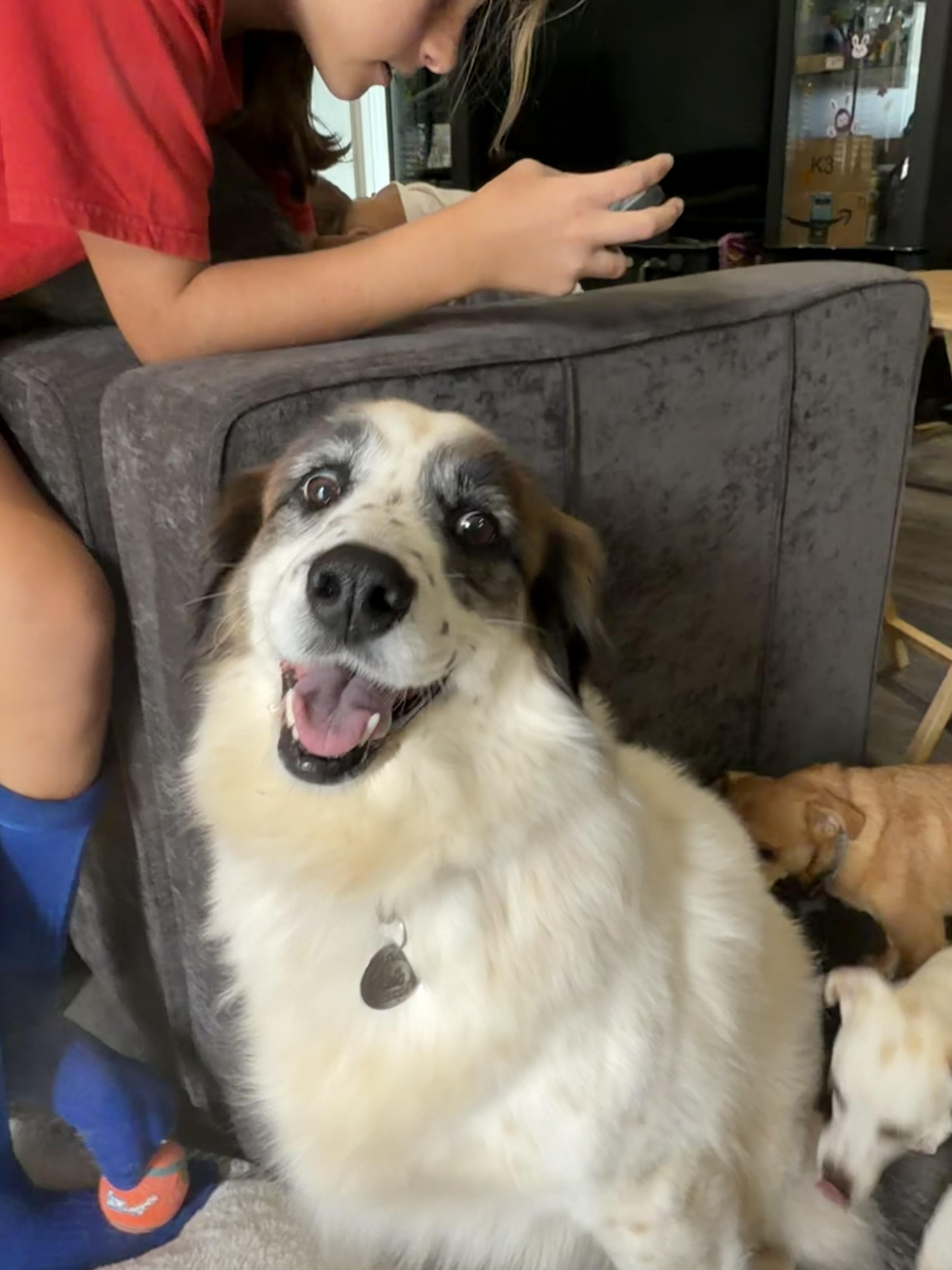 Cora, a ADOPTABLE mixed breed in San Diego, CA image 3/6