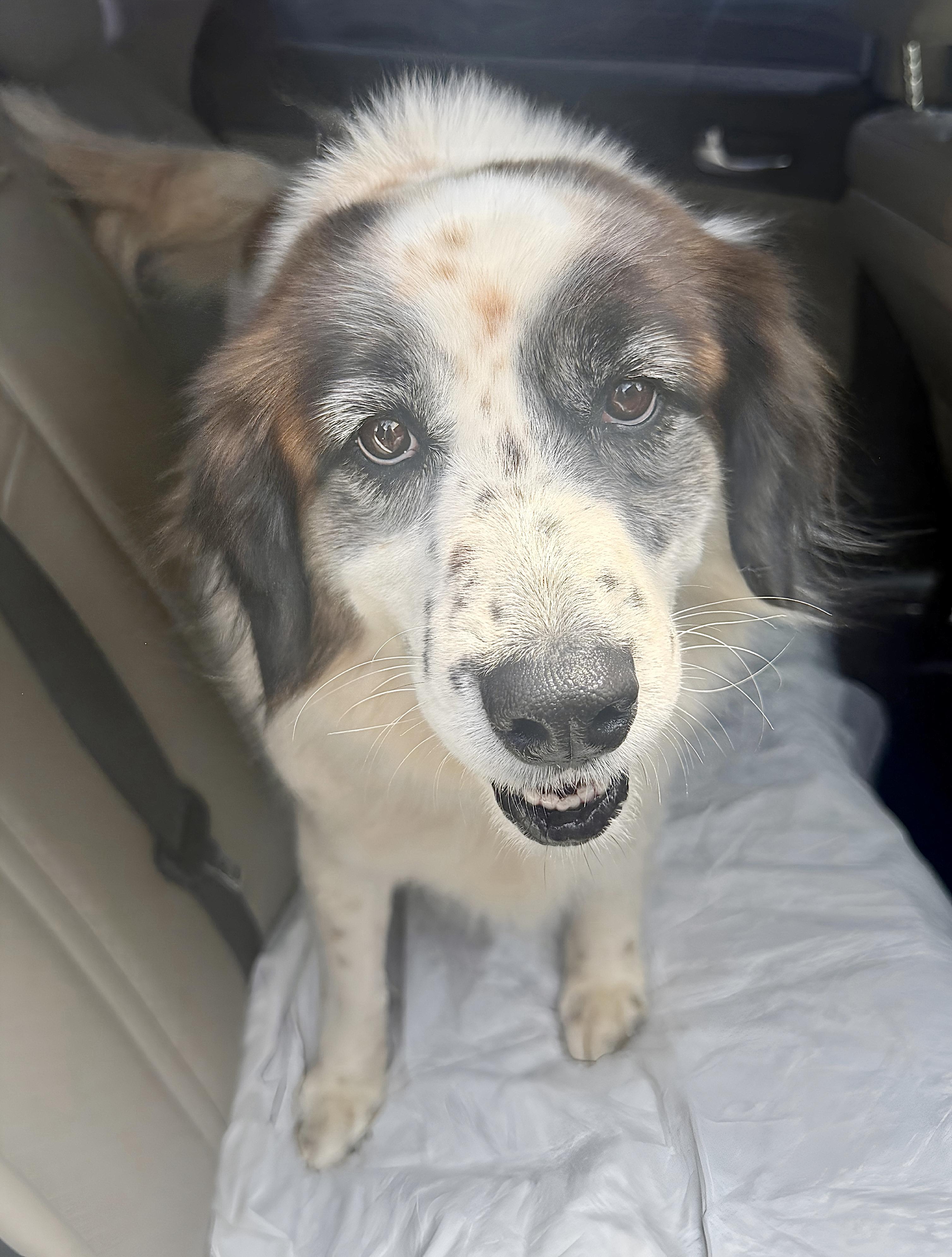 Cora, a ADOPTABLE mixed breed in San Diego, CA image 2/6