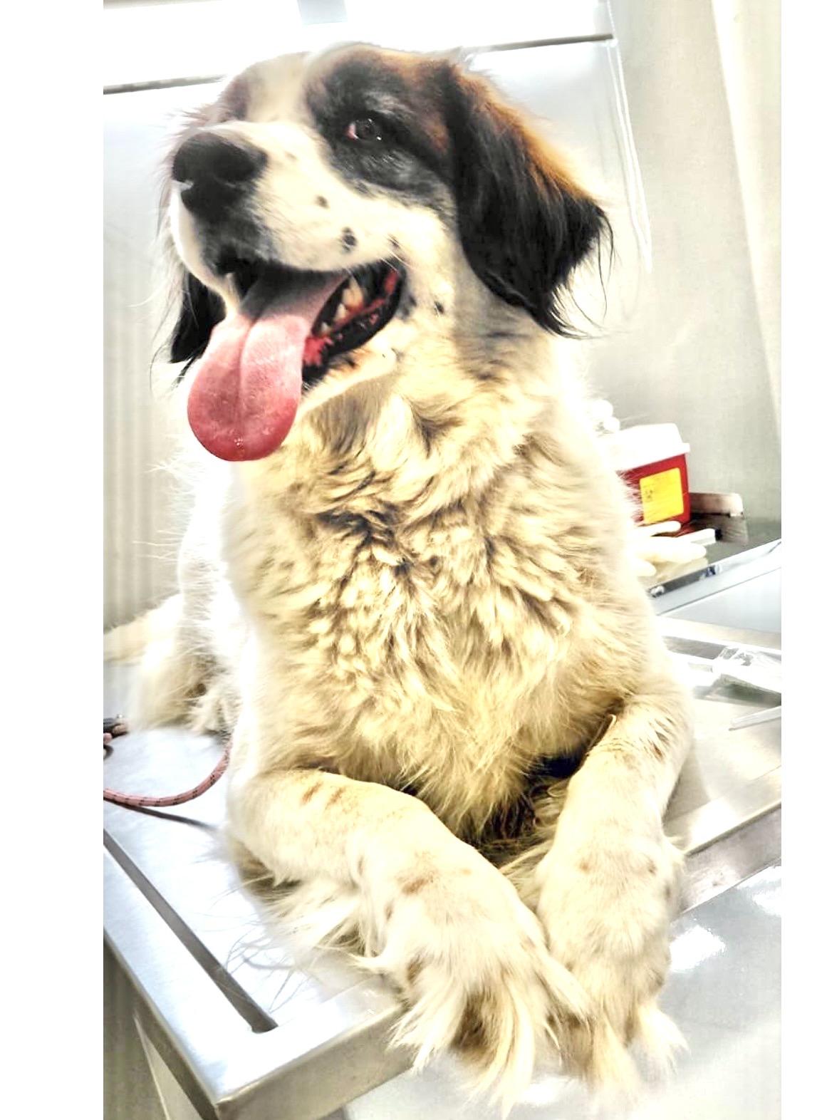 Cora, a ADOPTABLE mixed breed in San Diego, CA image 5/6