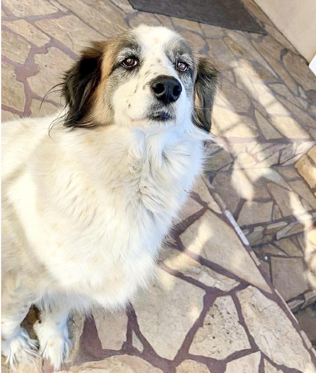 Cora, a ADOPTABLE mixed breed in San Diego, CA image 4/6