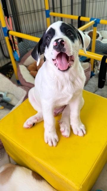 Enlarge Moo, a Adoptable Great Pyrenees in Leander, TX image 2/4
