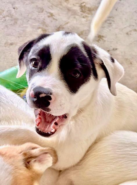 Enlarge Moo, a Adoptable Great Pyrenees in Leander, TX image 3/4