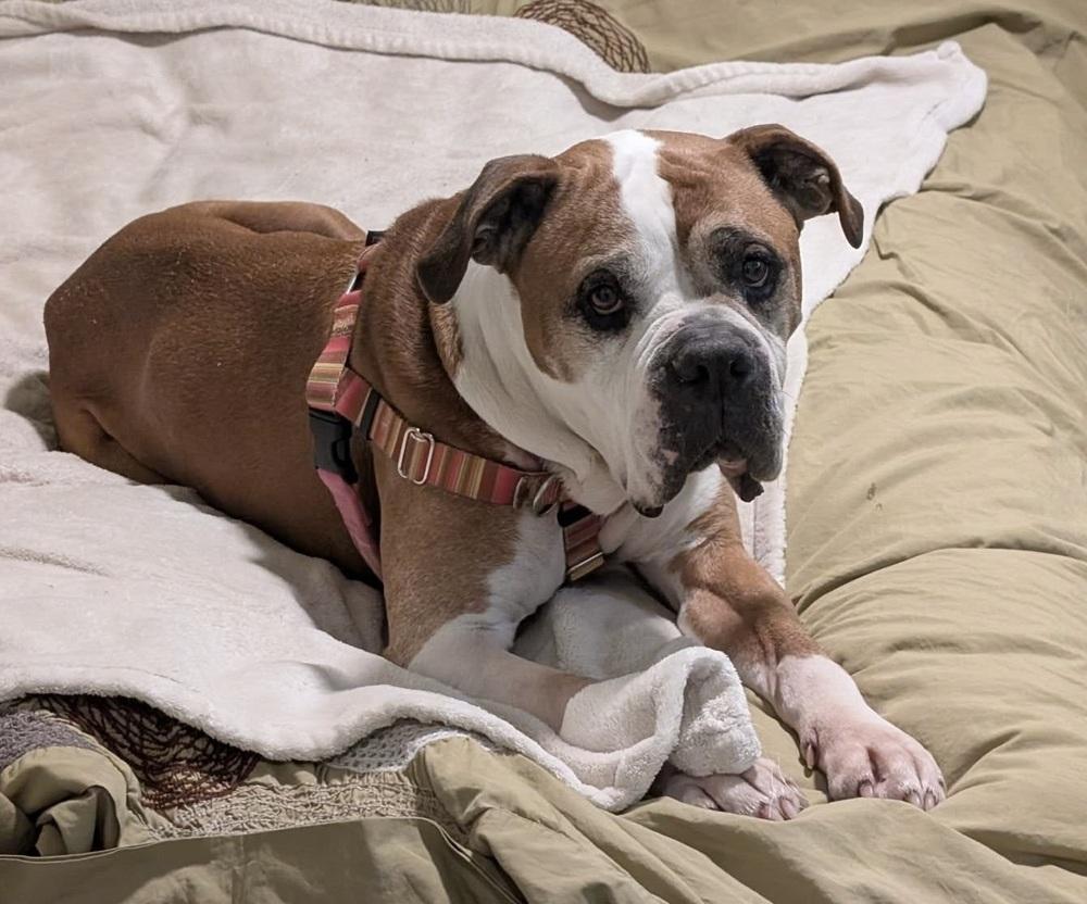 Ranger, a Adoptable Boxer in Denver, CO image 1/6