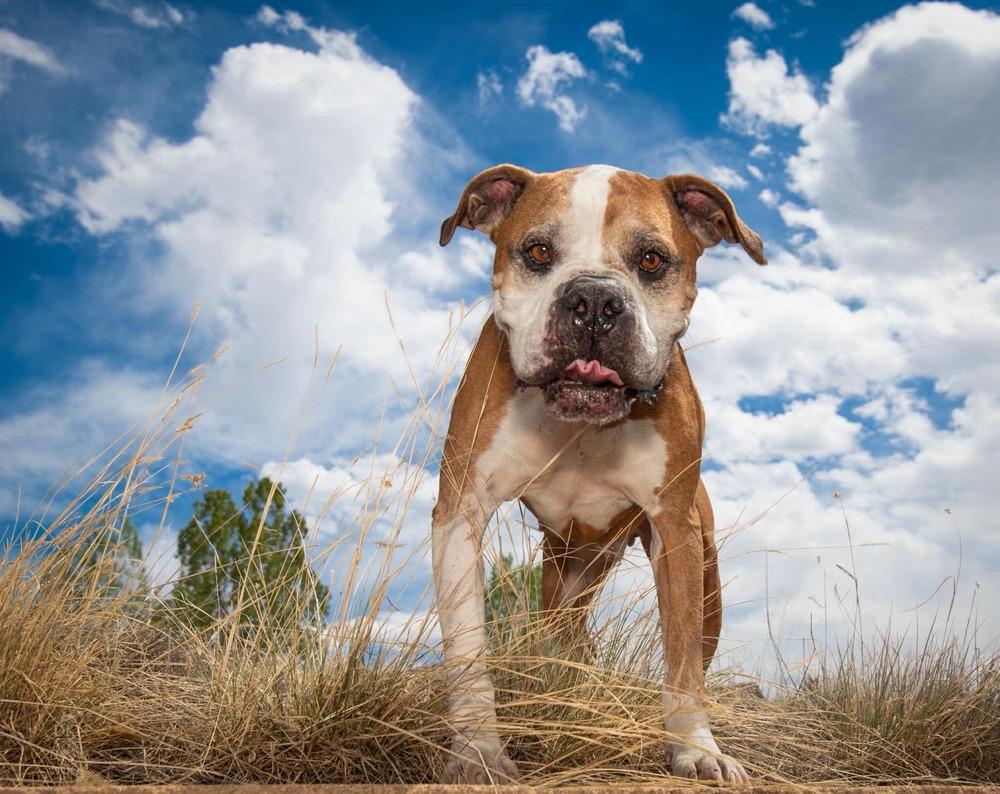 Ranger, a Adoptable Boxer in Denver, CO image 1/6