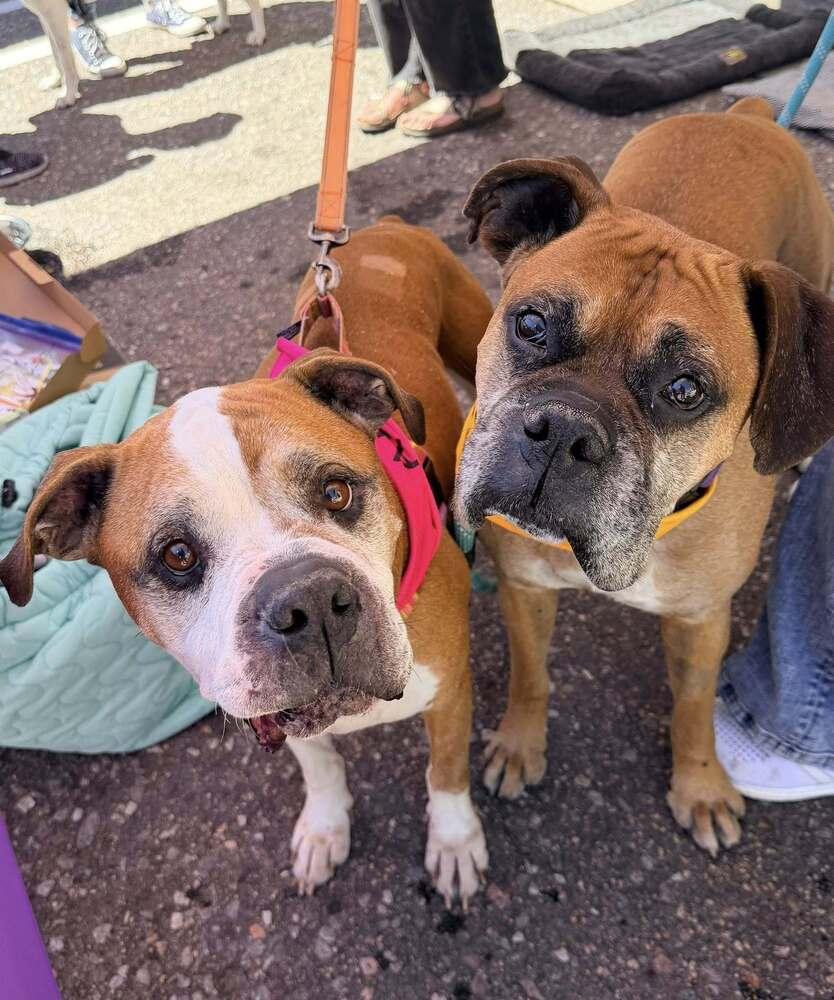 Ranger, a Adoptable Boxer in Denver, CO image 2/6