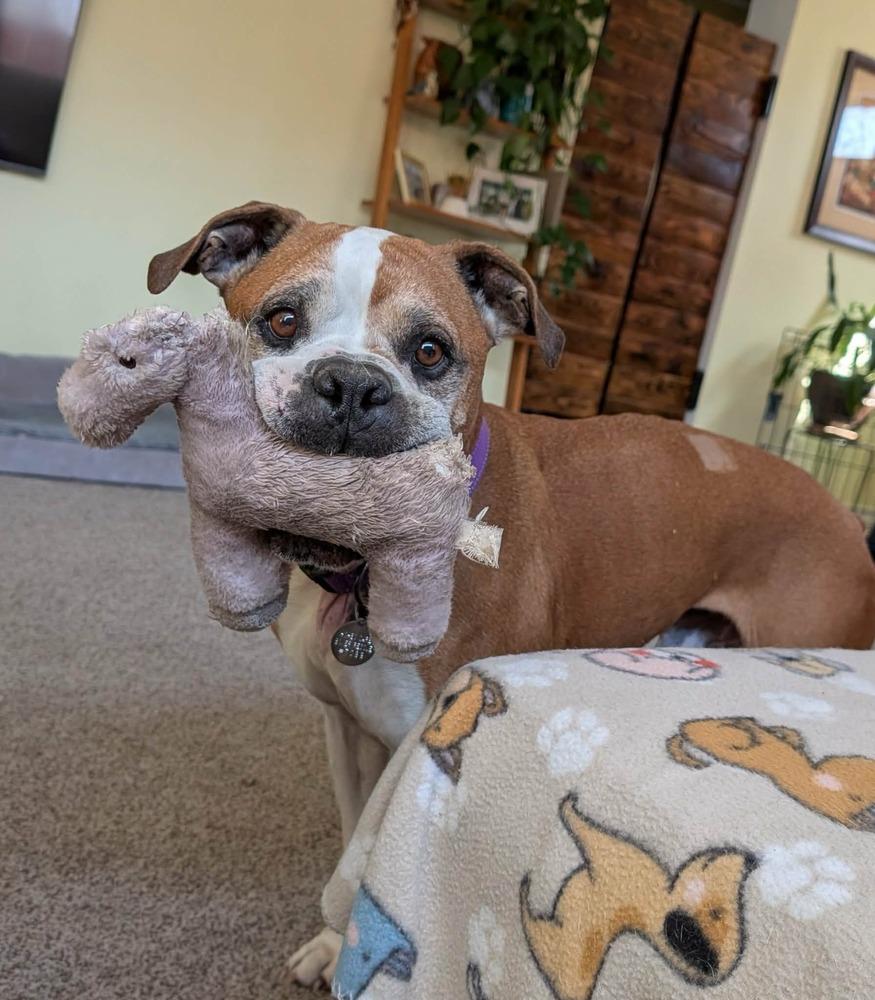 Enlarge Ranger, a Adoptable Boxer in Denver, CO image 3/6