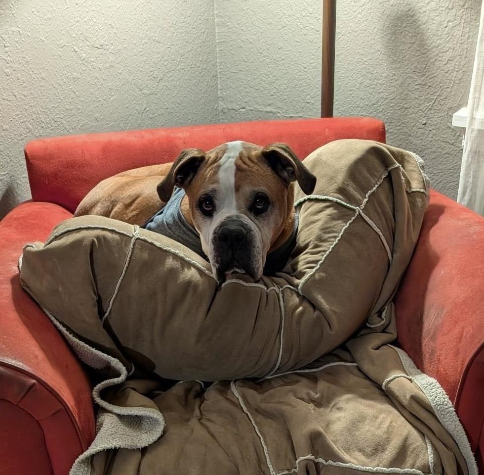 Ranger, a Adoptable Boxer in Denver, CO image 4/6