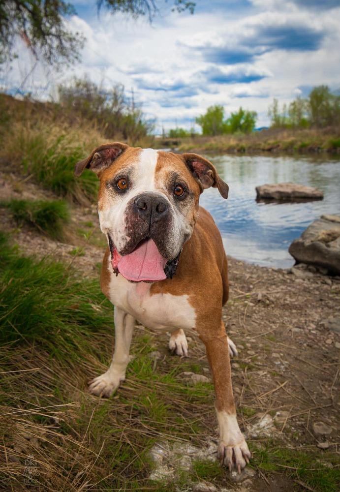 Ranger, a Adoptable Boxer in Denver, CO image 4/6