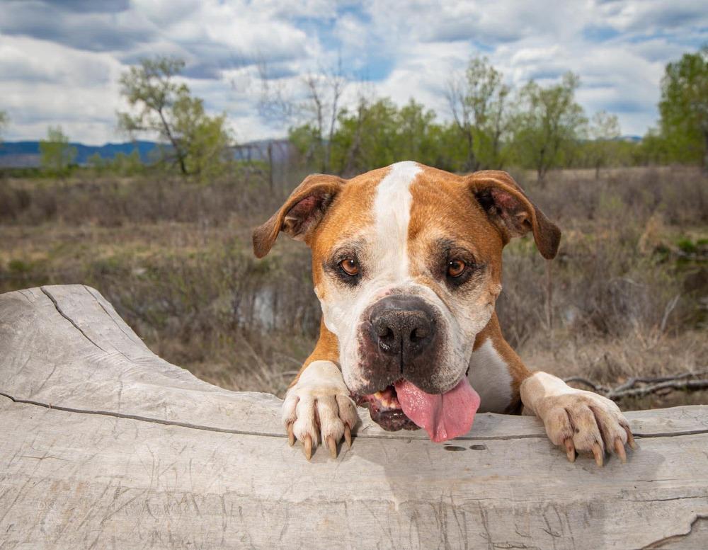 Ranger, a Adoptable Boxer in Denver, CO image 5/6