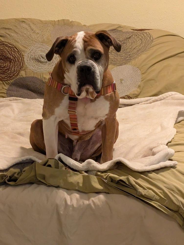 Ranger, a Adoptable Boxer in Denver, CO image 5/6