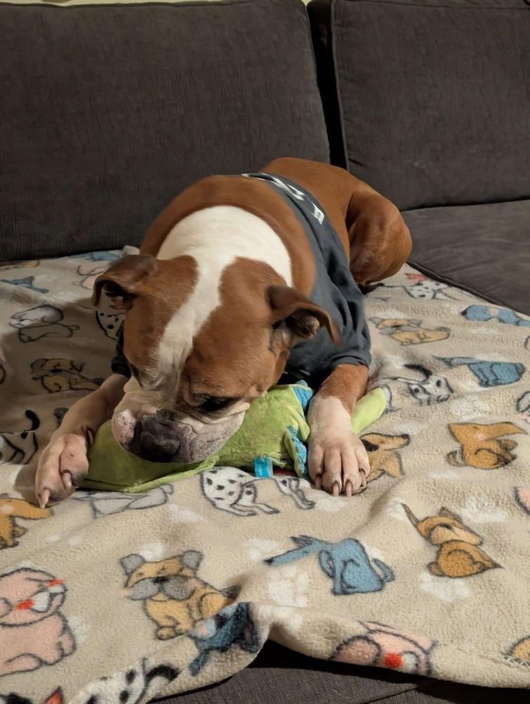 Ranger, a Adoptable Boxer in Denver, CO image 6/6