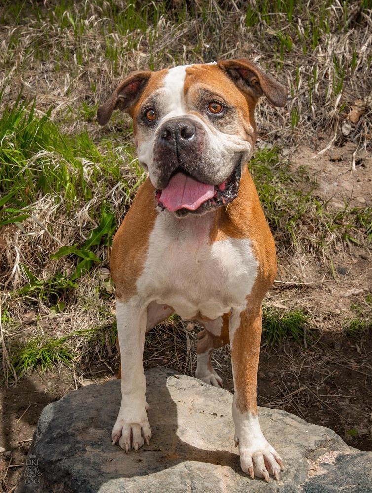 Ranger, a Adoptable Boxer in Denver, CO image 6/6