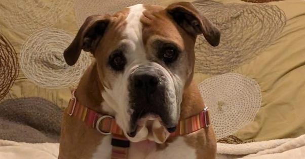 Enlarge Ranger, a Adoptable Boxer in Denver, CO image 5/6