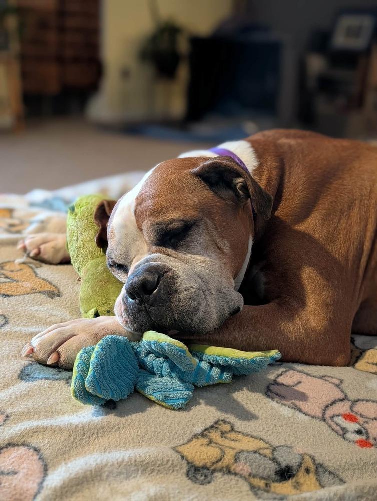 Enlarge Ranger, a Adoptable Boxer in Denver, CO image 6/6