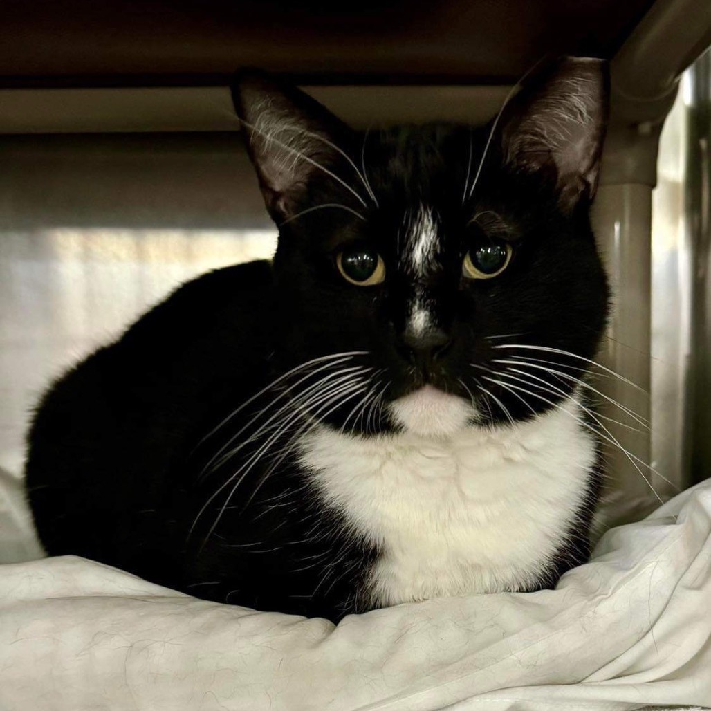 Joey, Adoptable, Adult Male Domestic Short Hair.