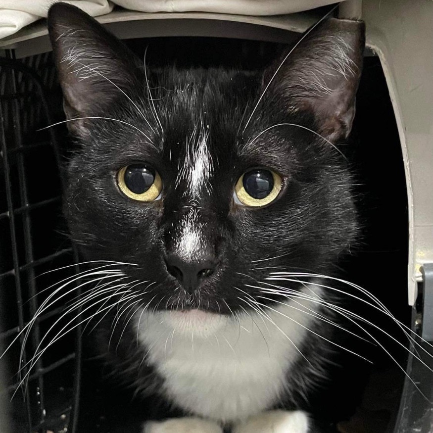 Joey, a Adoptable Domestic Short Hair in Myrtle Beach, SC image 2/2