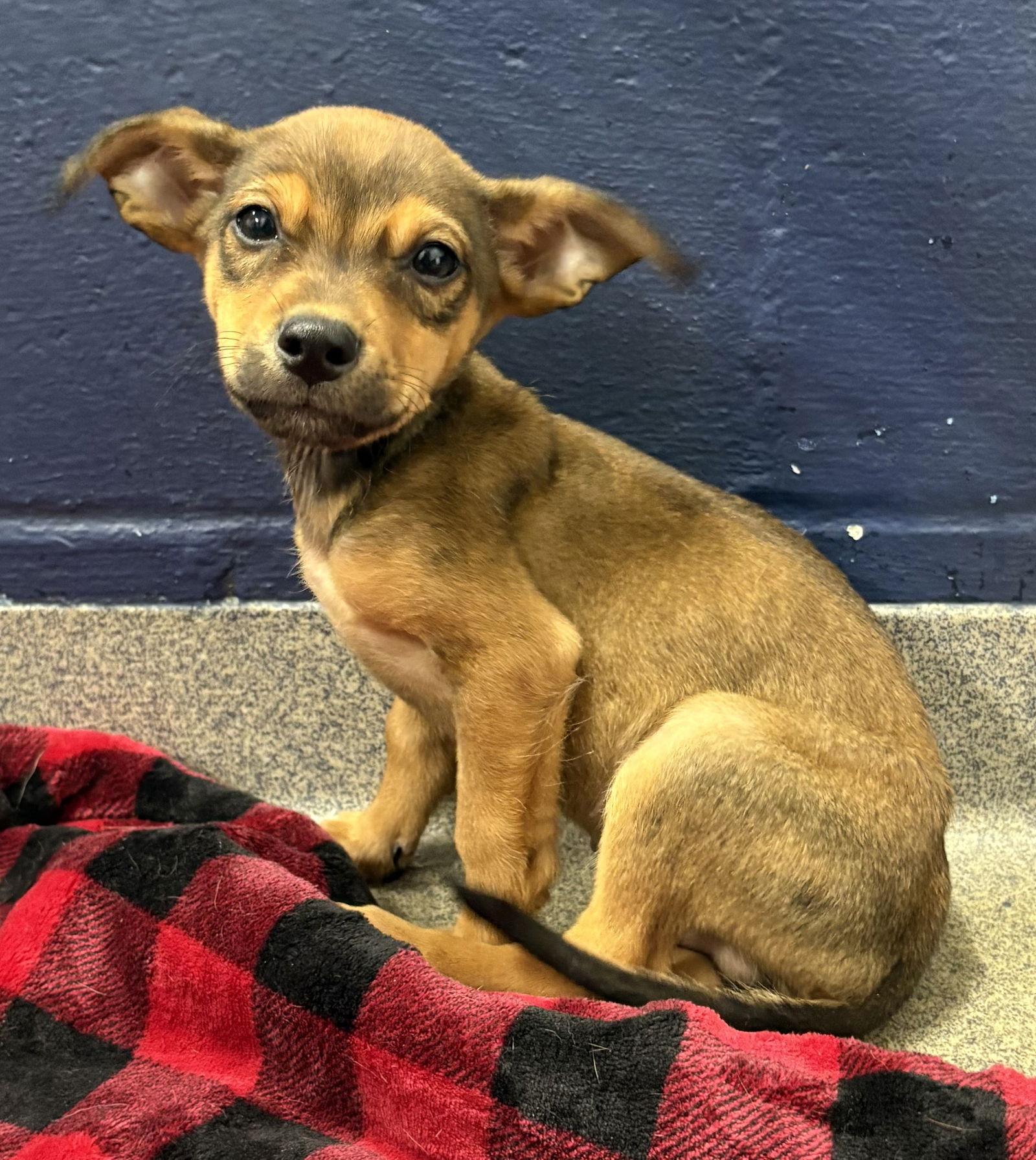 Enlarge Jose 2 months, a Adopted Terrier in Sterling, MA image 1/1