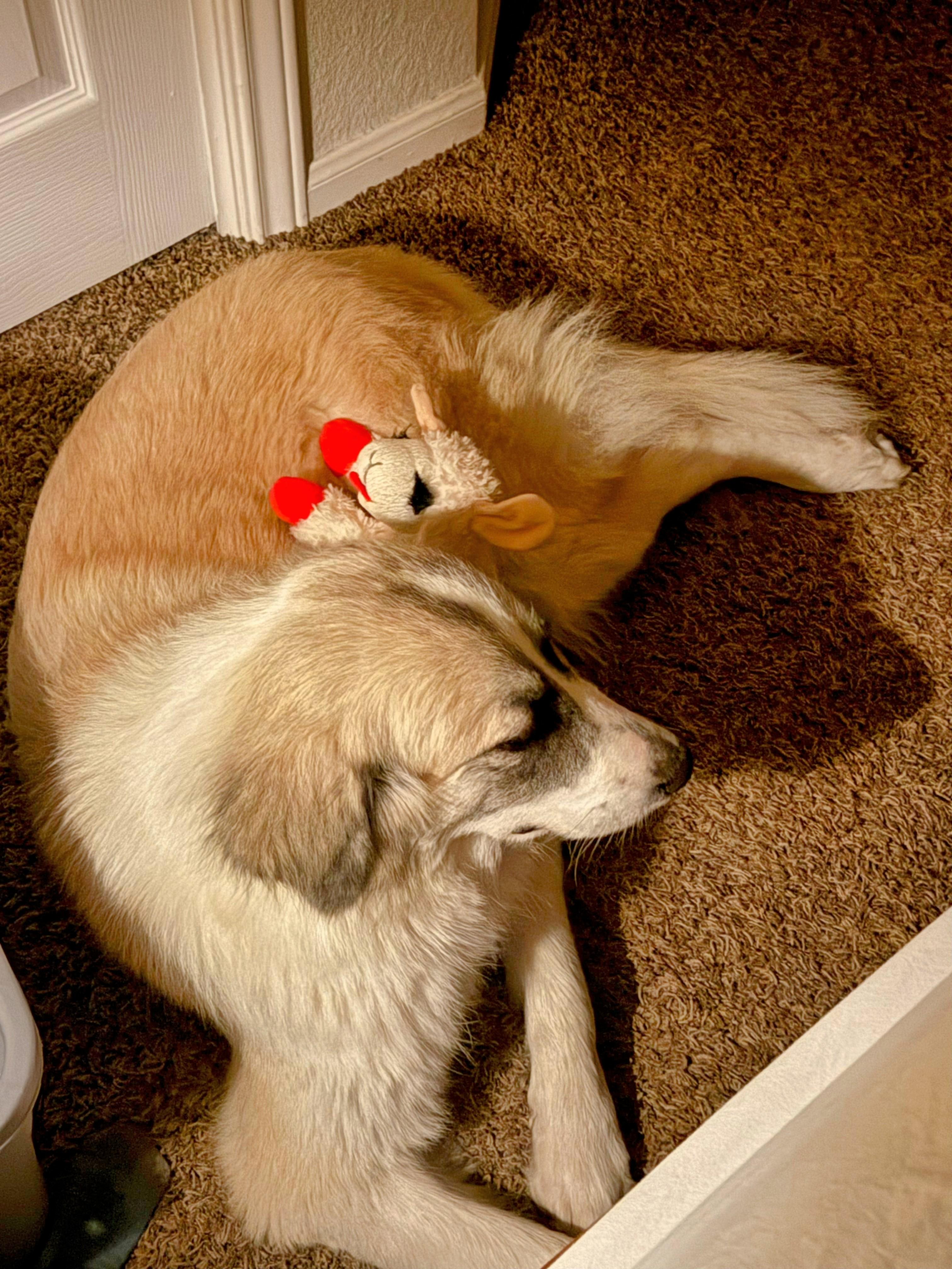 Enlarge Bonita , a Adoptable mixed breed in Burnsville, MN image 2/6