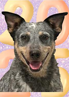 Enlarge Gaby, an adopted mixed breed in Santa Ana, CA image 1/1