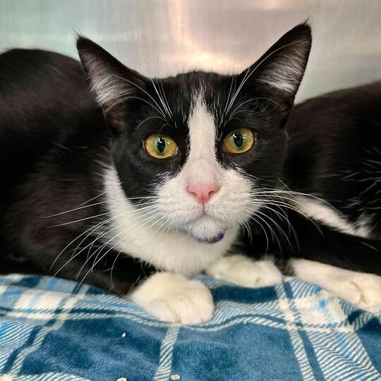 Daiquiri, Adoptable, Young Female Domestic Short Hair.