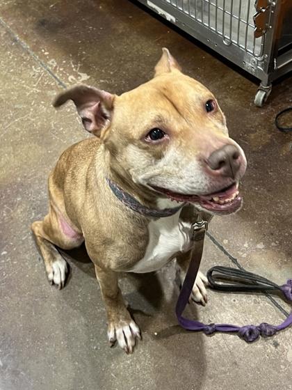 Hazel, Adoptable, Adult Female Mixed Breed & Mixed Breed.