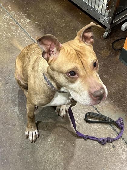 Enlarge Hazel, a Adoptable mixed breed in Cincinnati, OH image 2/2