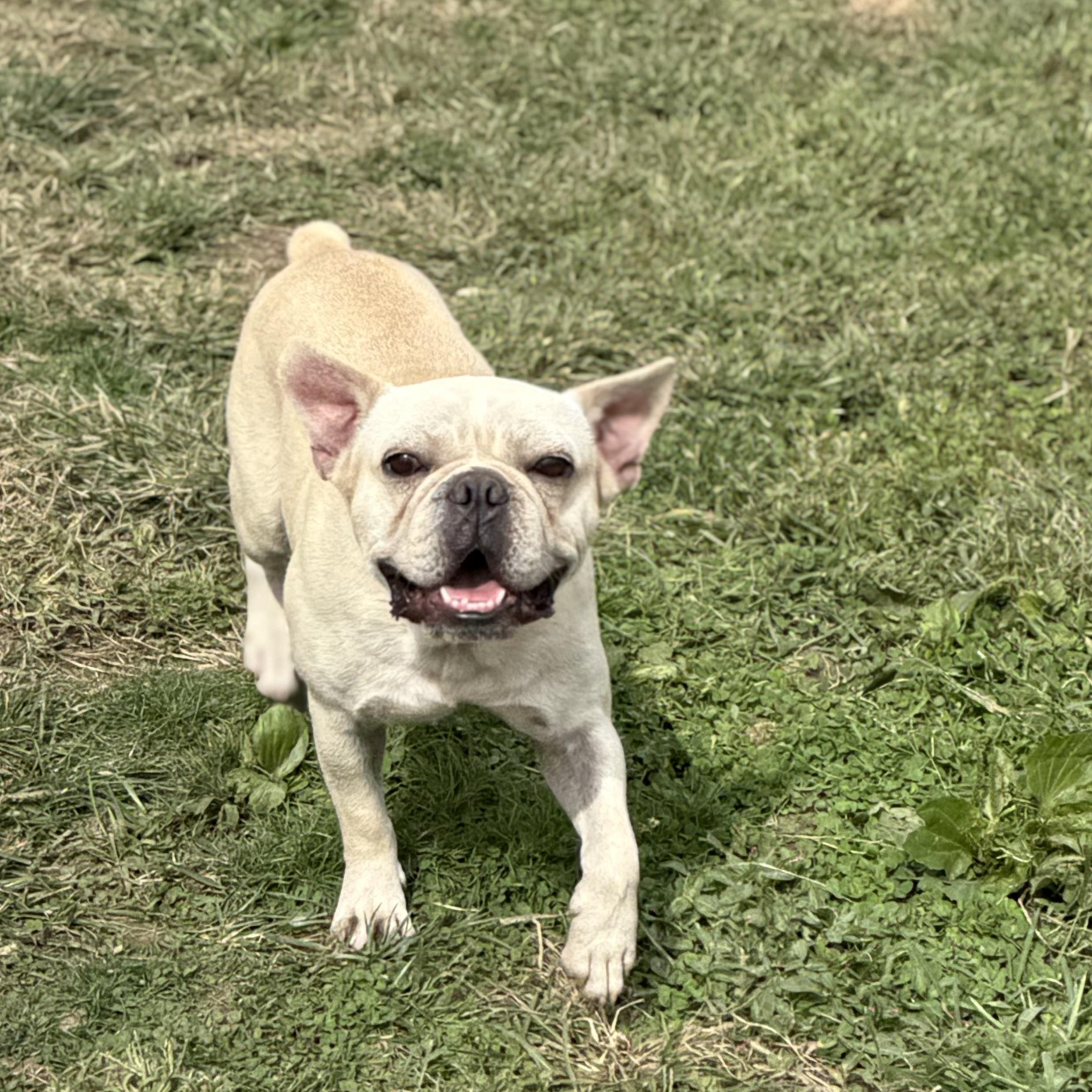 Enlarge Mr. Bean, a Adopted French Bulldog in Glenolden, PA image 6/6