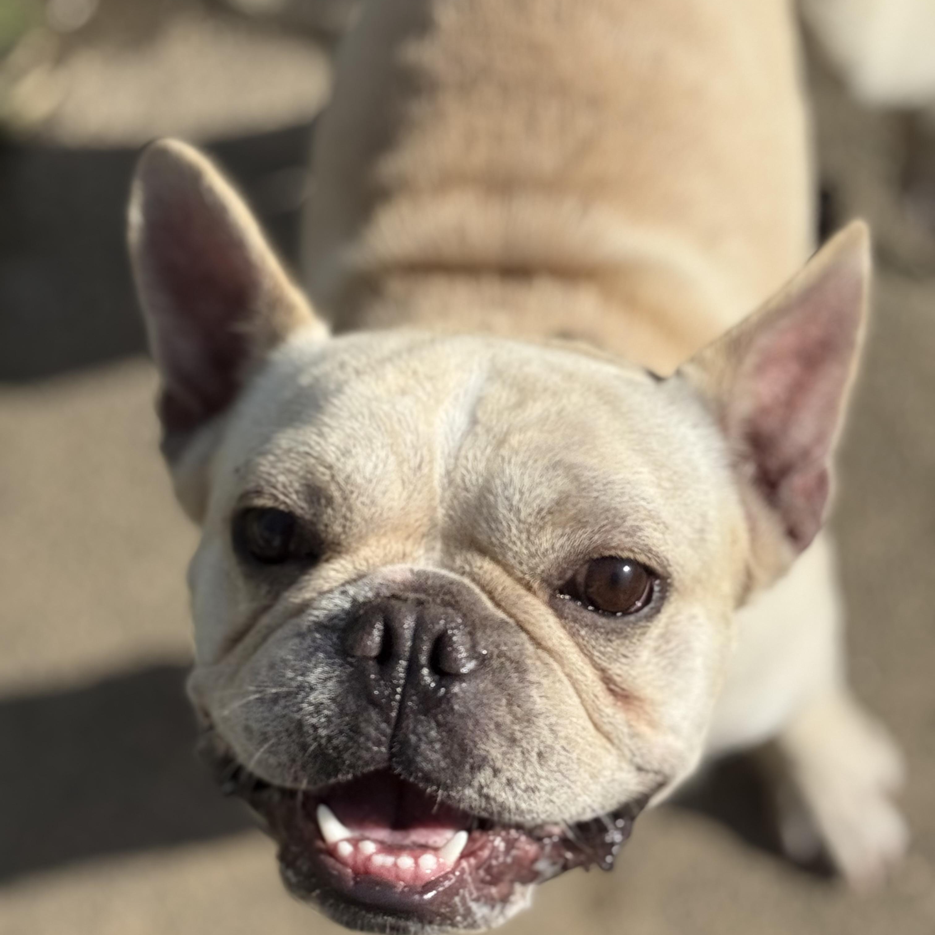 Mr. Bean, Adopted, Young Male French Bulldog.