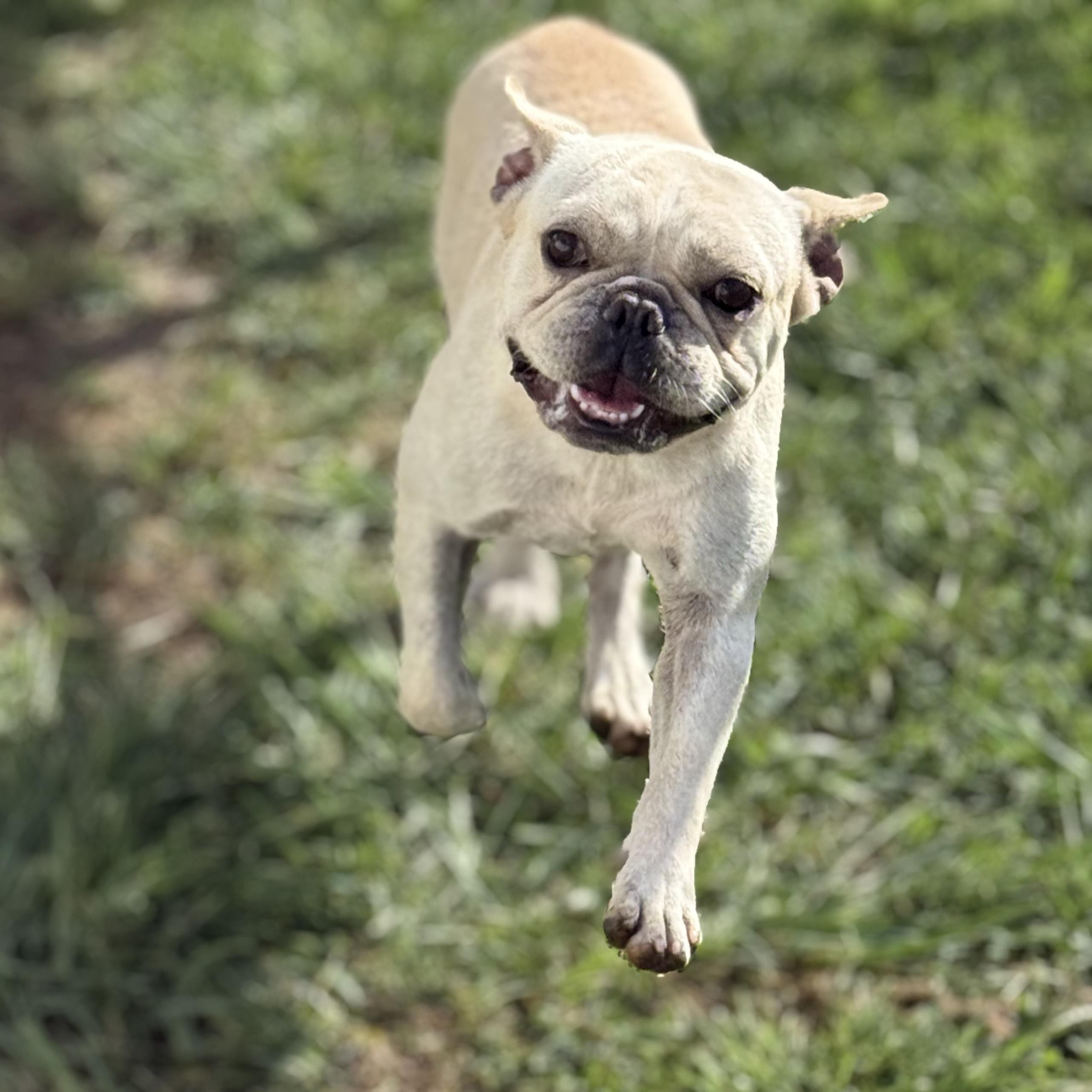 Enlarge Mr. Bean, a Adopted French Bulldog in Glenolden, PA image 4/6