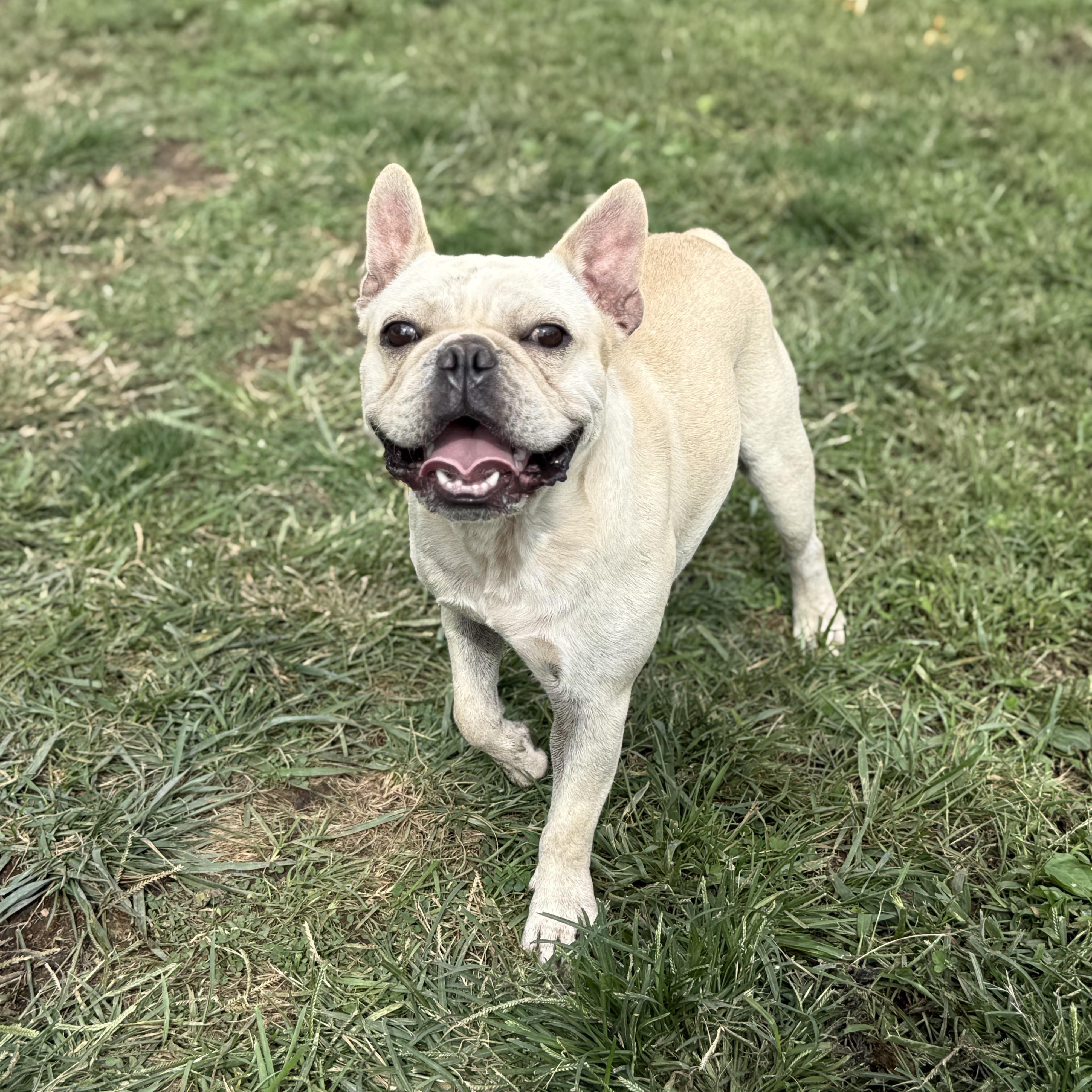 Enlarge Mr. Bean, a Adopted French Bulldog in Glenolden, PA image 5/6