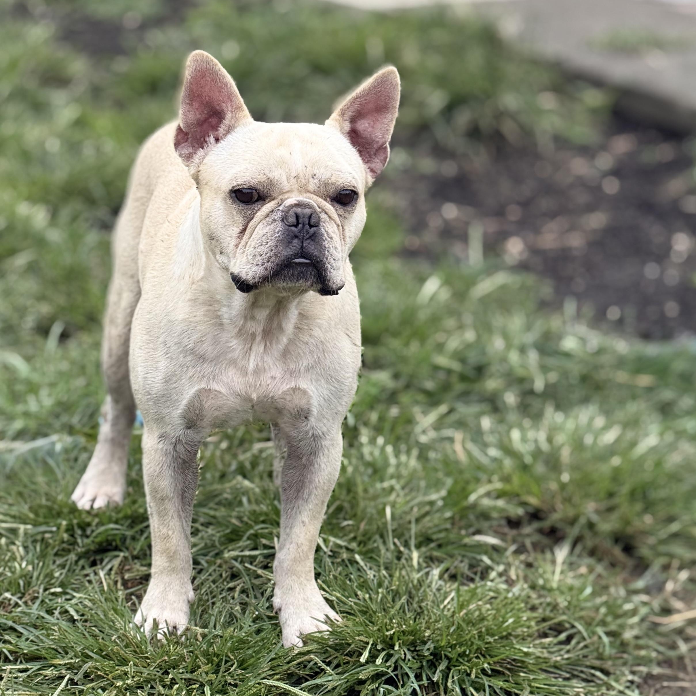 Enlarge Mr. Bean, a Adopted French Bulldog in Glenolden, PA image 3/6