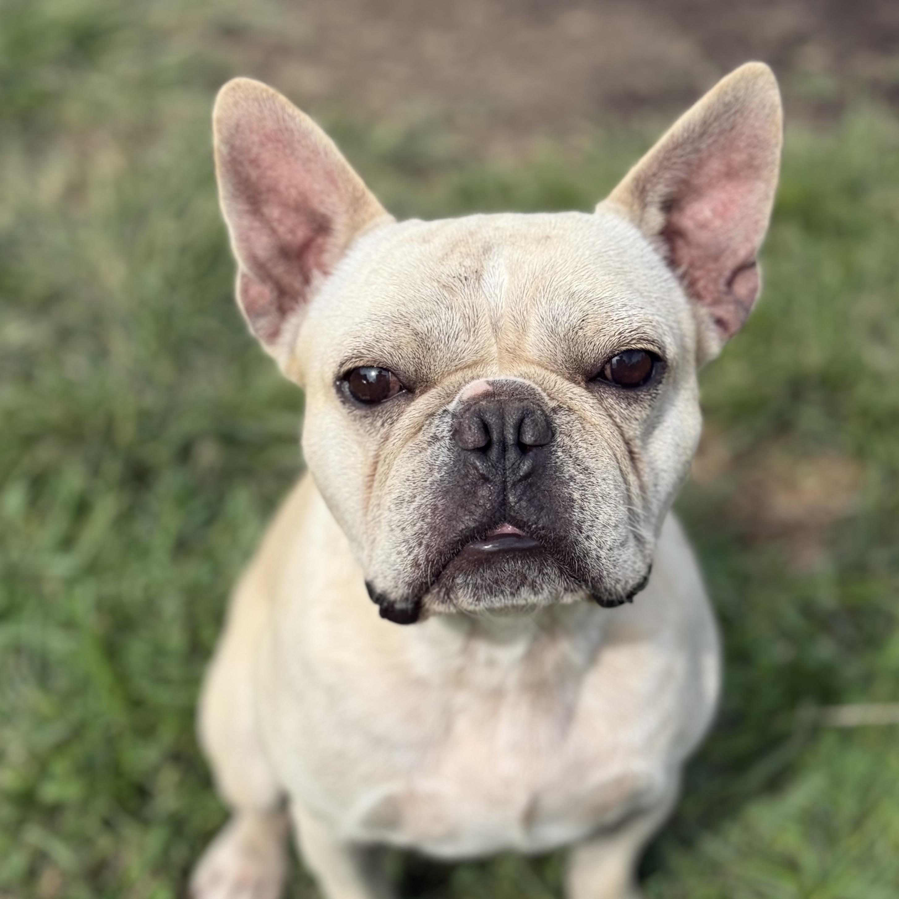 Enlarge Mr. Bean, a Adopted French Bulldog in Glenolden, PA image 2/6