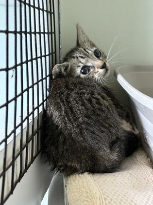 Enlarge Fancy, a Adoptable mixed breed in Palm Coast, FL image 1/1