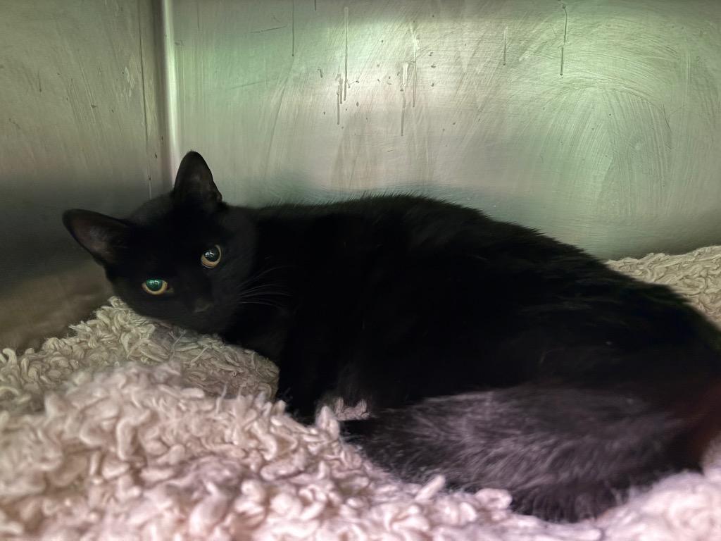 Tortoise, Adoptable, Young Female Domestic Short Hair.