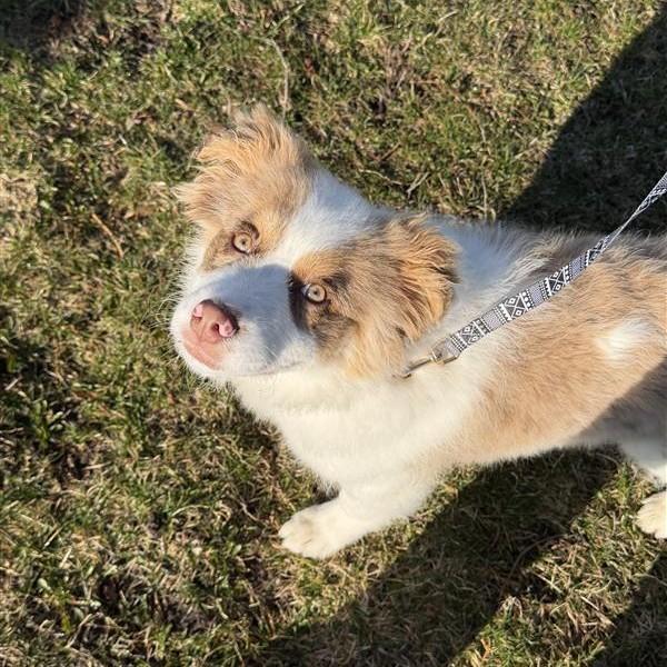 Enlarge Tee Tee, an adopted Australian Shepherd in Midland, MI image 2/2