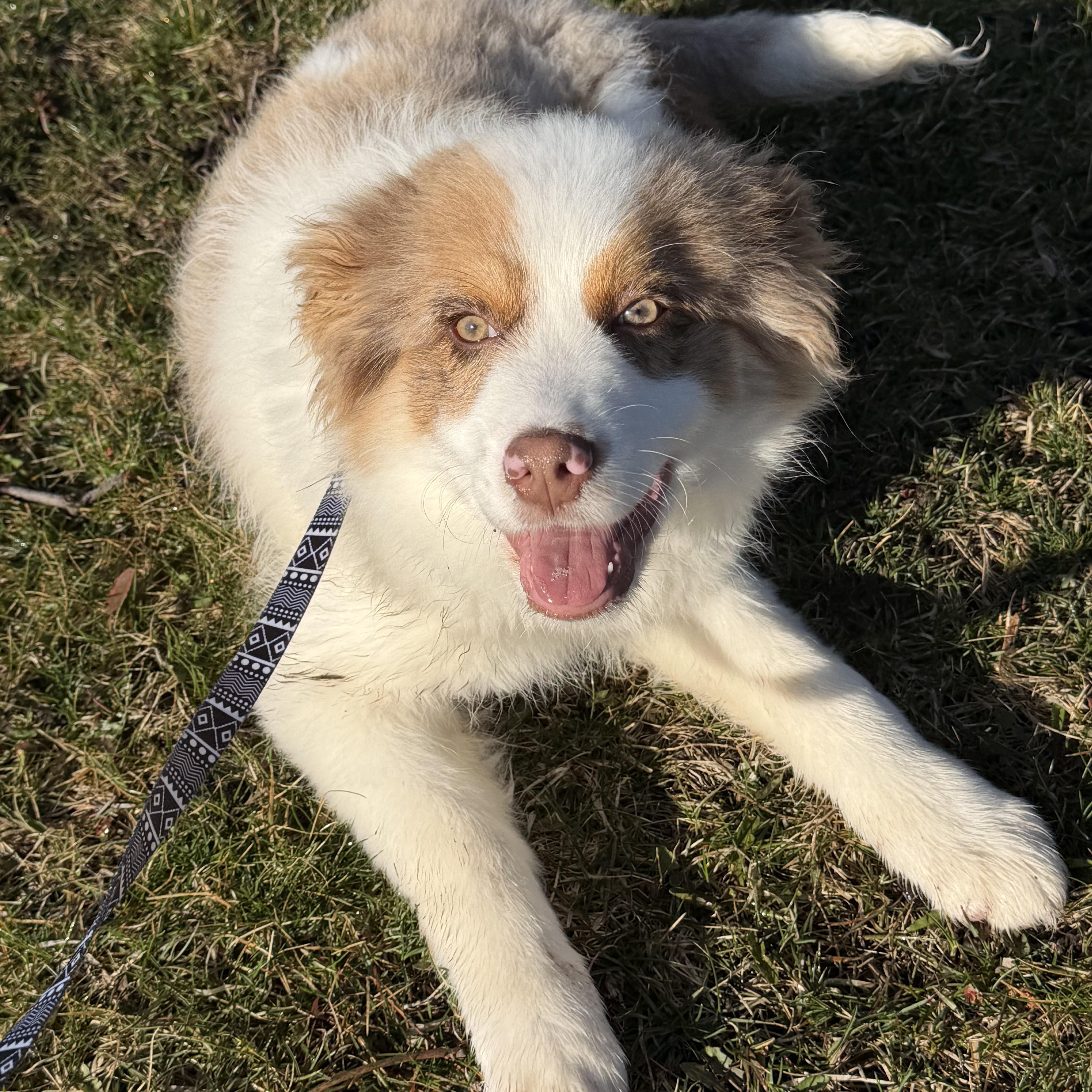 Tee Tee, adopted, Puppy Male Australian Shepherd.