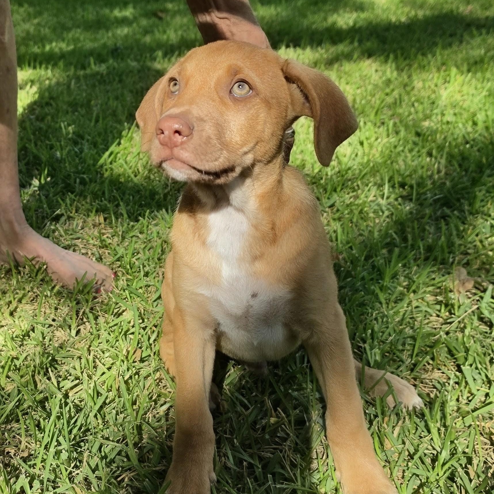 Enlarge Clifford, a Adopted Mixed Breed in Austin, TX image 1/4
