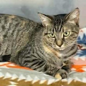 Cindy Clawford, Adoptable, Young Female Domestic Short Hair.