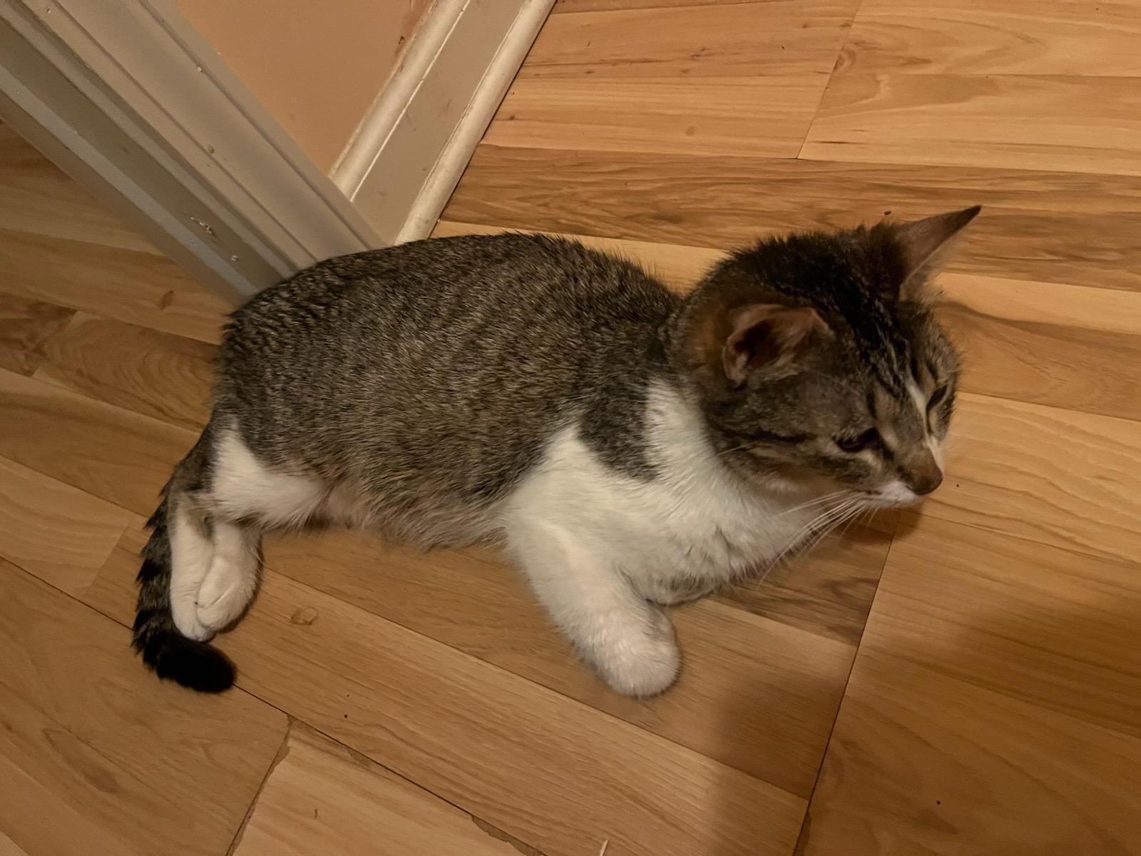 Maisie, ADOPTABLE, Young Female Domestic Short Hair.