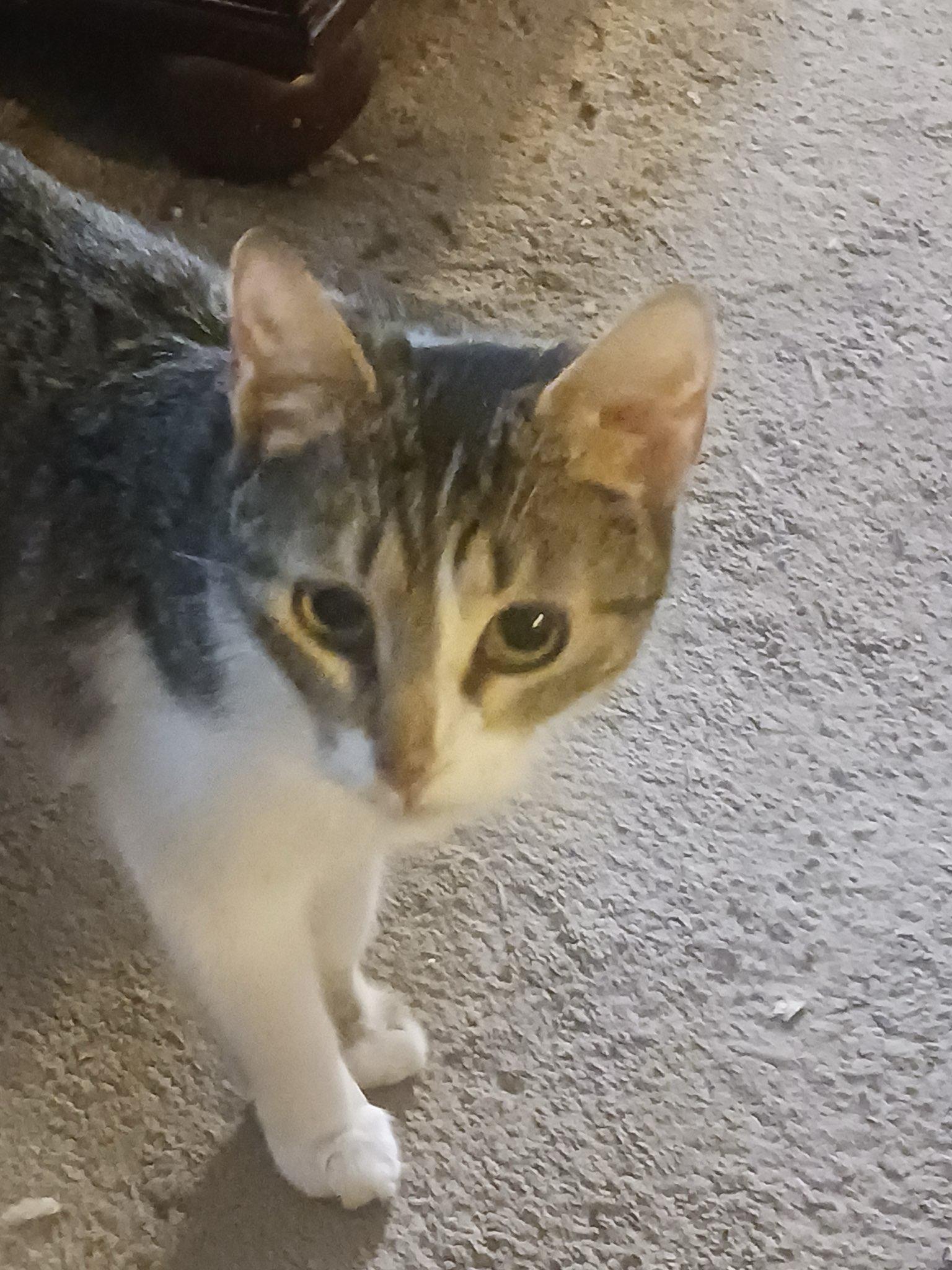 Enlarge Maisie, a ADOPTABLE Domestic Short Hair in Greenwood, IN image 2/2